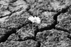 Flower has grown in arid cracked barren soil